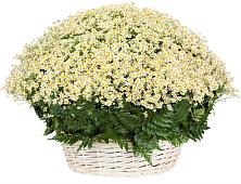 Цветочная композиция из Ромашки в корзине #REPLACE_PRED# Родыках